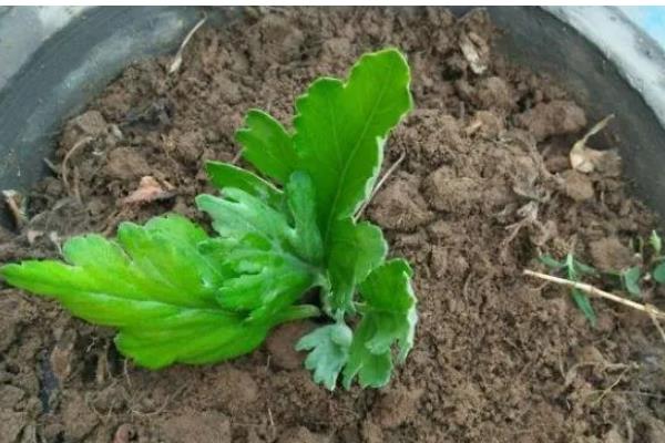 菊花在哪个季节开花，在秋季开花