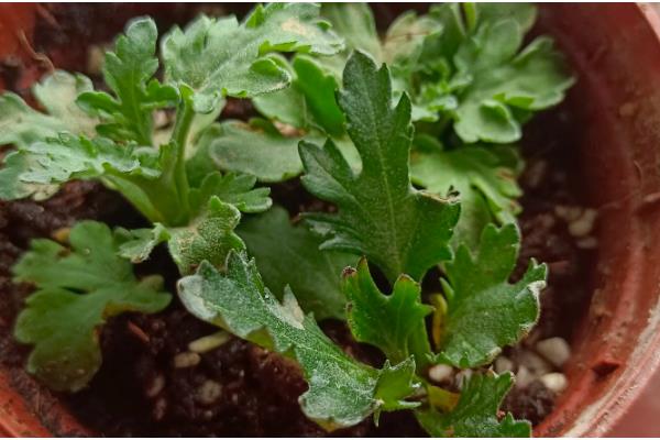 菊花在哪个季节开花，在秋季开花