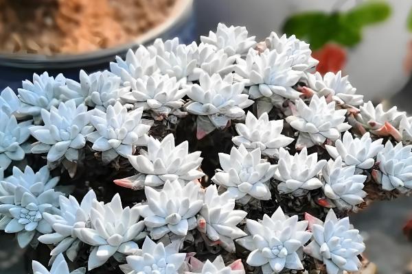 白菊多肉多头养殖方式,摆放在向阳位置上养护