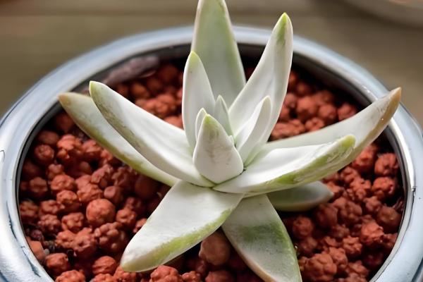 白菊多肉多头养殖方式,摆放在向阳位置上养护