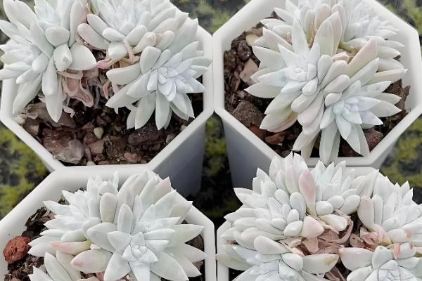 白菊多肉多头养殖方式,摆放在向阳位置上养护