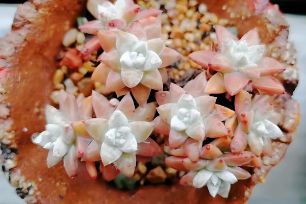 白菊多肉多头养殖方式,摆放在向阳位置上养护