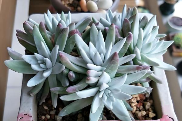 白菊多肉多头养殖方式,摆放在向阳位置上养护