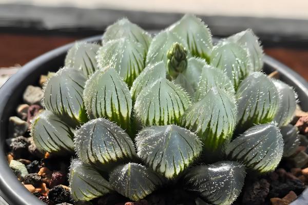 玉露可以长多大,可以长成直径为六厘米左右