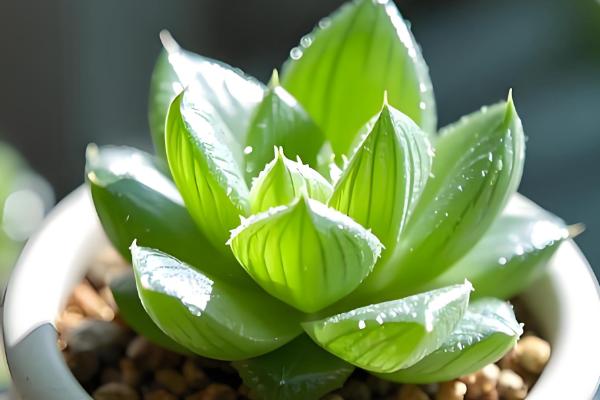 玉露可以长多大,可以长成直径为六厘米左右