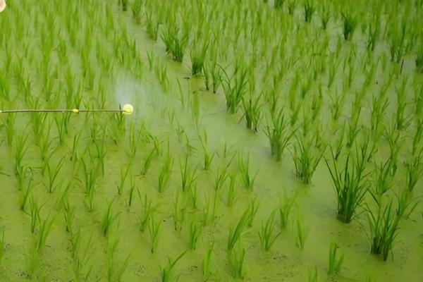 百菌清如何使用，刚发病时7天左右喷洒一次