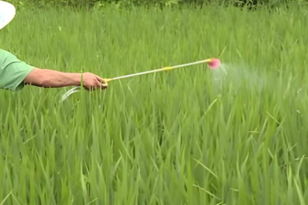 百菌清如何使用，刚发病时7天左右喷洒一次