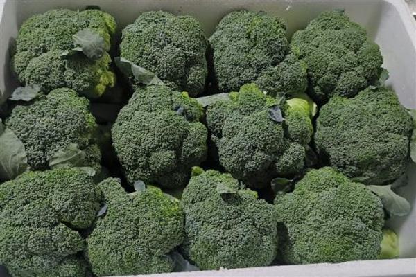 怎么挑选优质西兰花,可以看颜色、掂重量等