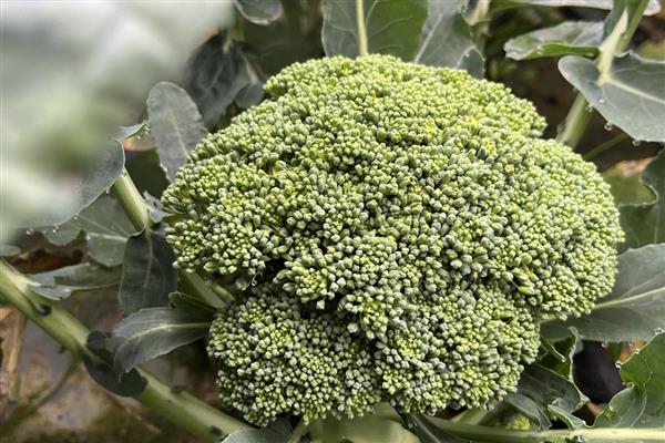 怎么挑选优质西兰花,可以看颜色、掂重量等