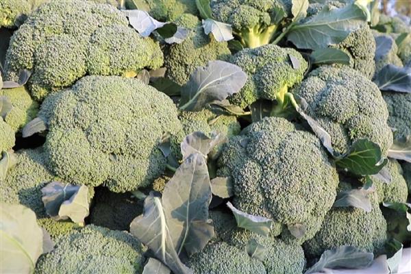 怎么挑选优质西兰花,可以看颜色、掂重量等