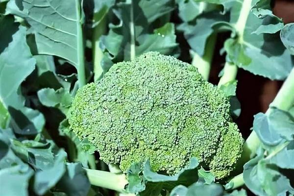 怎么挑选优质西兰花,可以看颜色、掂重量等