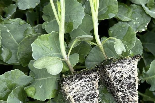 怎么挑选优质西兰花,可以看颜色、掂重量等