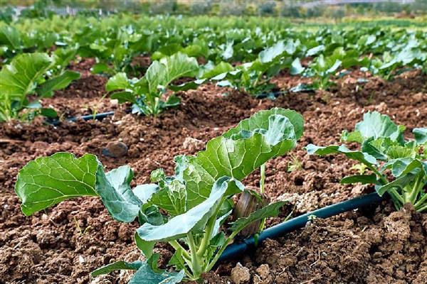 怎么挑选优质西兰花,可以看颜色、掂重量等