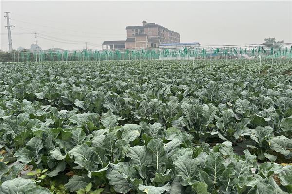 怎么挑选优质西兰花,可以看颜色、掂重量等