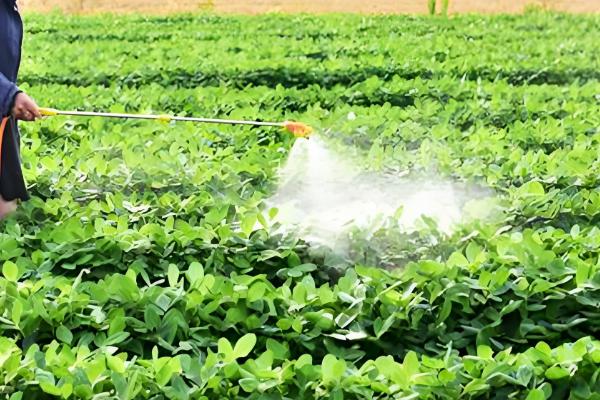 百菌清如何使用，刚发病时7天左右喷洒一次