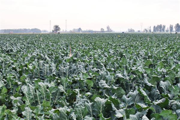 怎么挑选优质西兰花,可以看颜色、掂重量等