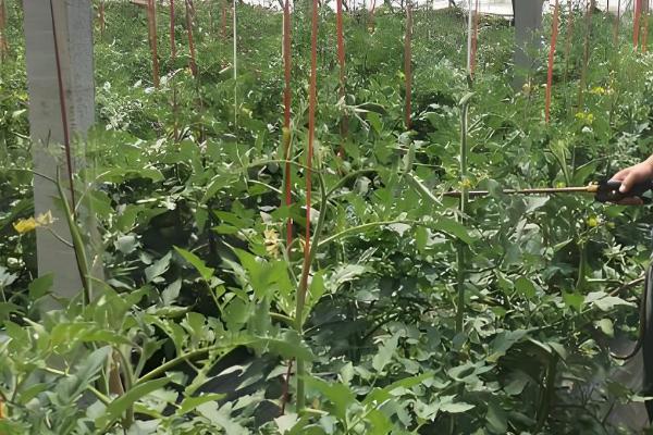 百菌清如何使用，刚发病时7天左右喷洒一次