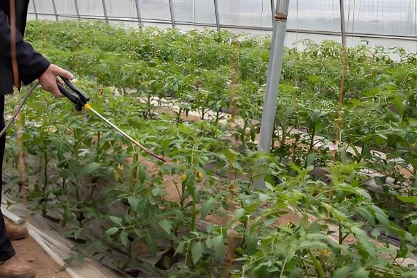 百菌清如何使用，刚发病时7天左右喷洒一次