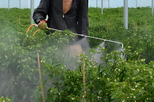 百菌清如何使用，刚发病时7天左右喷洒一次