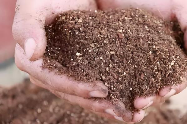 怎么养半边莲，喜欢在半阴的环境中生长