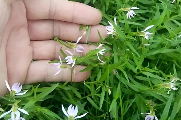 怎么养半边莲，喜欢在半阴的环境中生长