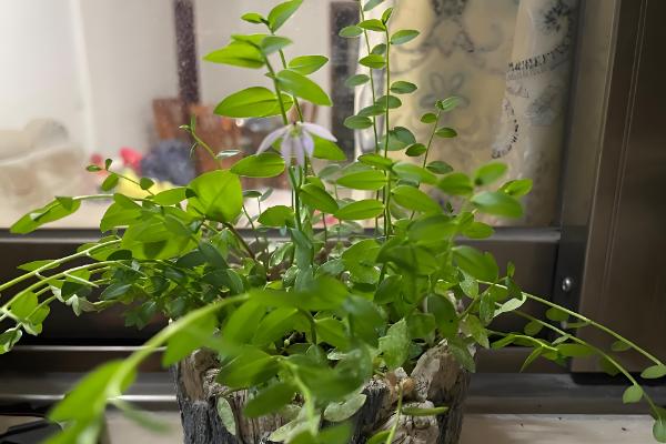 怎么养半边莲，喜欢在半阴的环境中生长