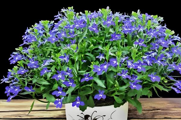 怎么养半边莲，喜欢在半阴的环境中生长