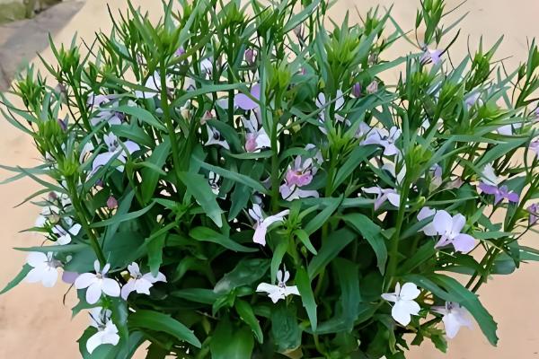 怎么养半边莲，喜欢在半阴的环境中生长