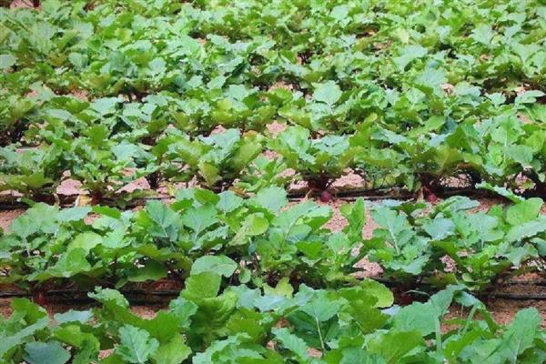 萝卜根膨大期的管理方法,土壤相对湿度70-80%