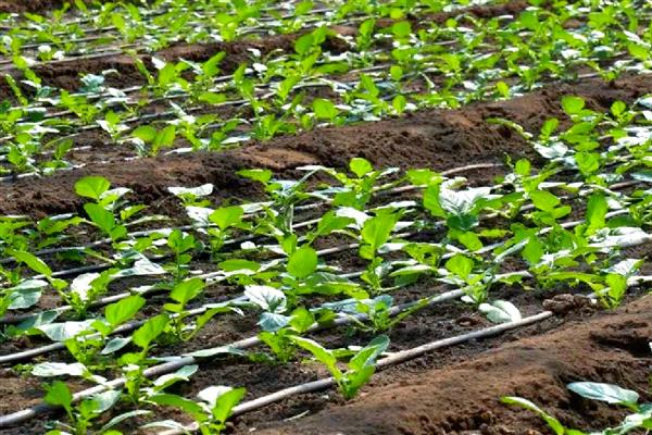 萝卜根膨大期的管理方法,土壤相对湿度70-80%