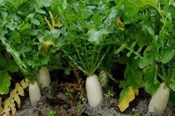 萝卜根膨大期的管理方法,土壤相对湿度70-80%