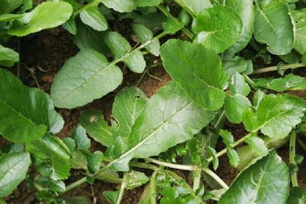 萝卜根膨大期的管理方法,土壤相对湿度70-80%