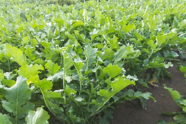 萝卜根膨大期的管理方法,土壤相对湿度70-80%