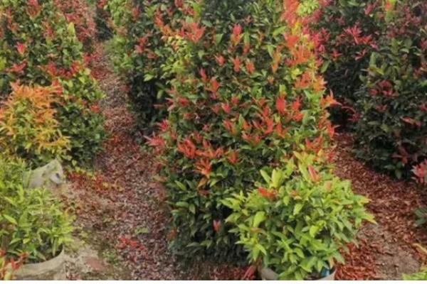 红车木的养殖方法，每隔两天给红车木浇一次水