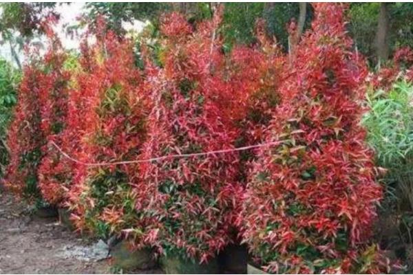 红车木的养殖方法，每隔两天给红车木浇一次水