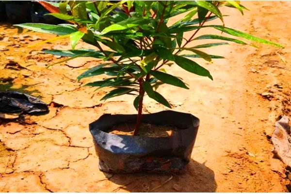 红车木的养殖方法，每隔两天给红车木浇一次水