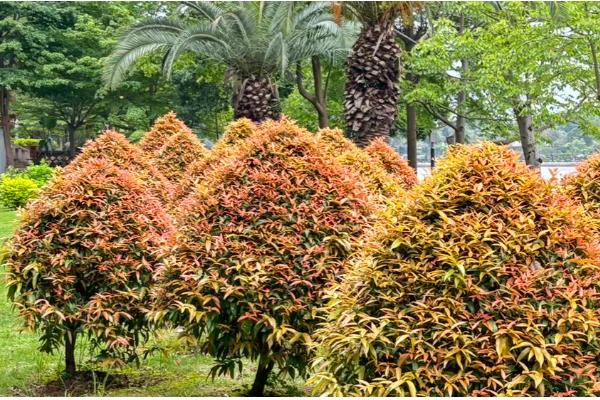 红车木的养殖方法，每隔两天给红车木浇一次水