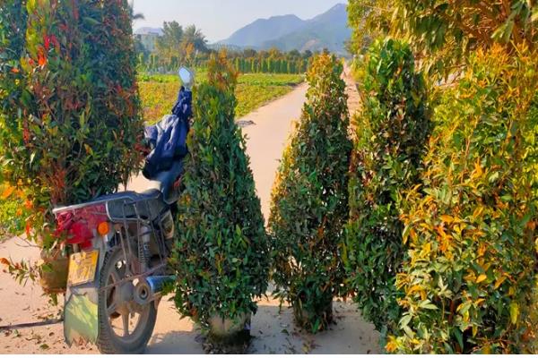 红车木的养殖方法，每隔两天给红车木浇一次水