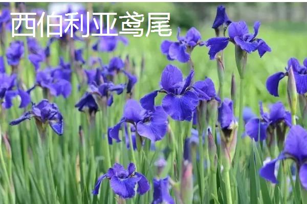德国鸢尾花的品种，常见香根鸢尾、矮鸢尾等品种