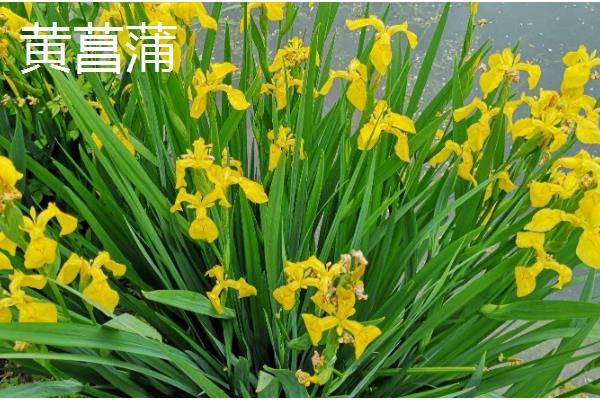 德国鸢尾花的品种，常见香根鸢尾、矮鸢尾等品种