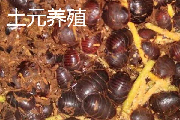 常见的昆虫养殖项目,推荐土元养殖、蝗虫养殖等