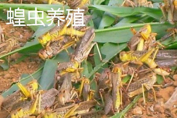 常见的昆虫养殖项目,推荐土元养殖、蝗虫养殖等