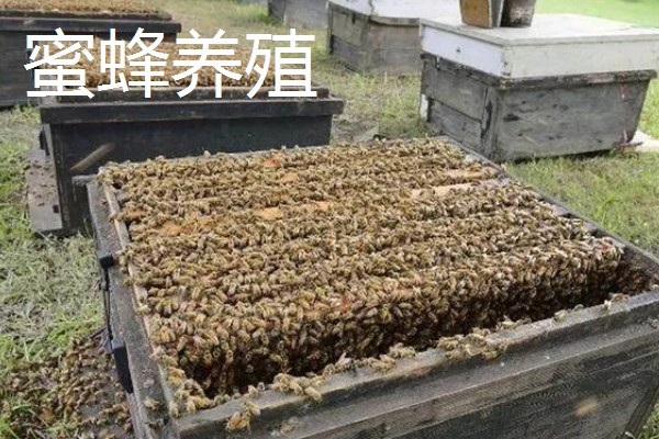 常见的昆虫养殖项目,推荐土元养殖、蝗虫养殖等