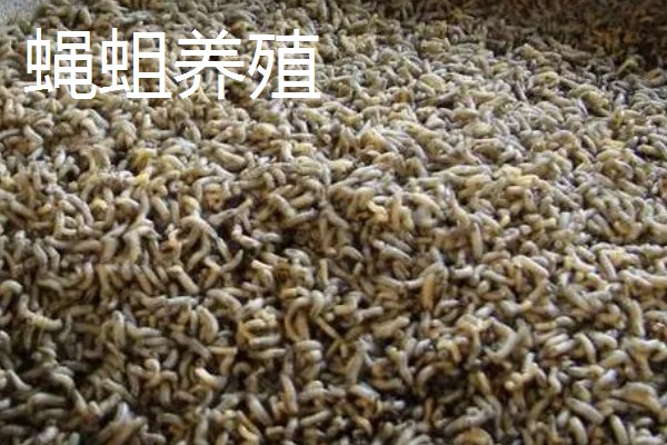 常见的昆虫养殖项目,推荐土元养殖、蝗虫养殖等