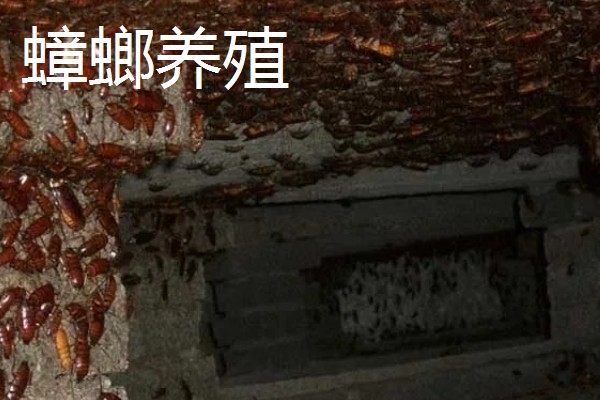 常见的昆虫养殖项目,推荐土元养殖、蝗虫养殖等