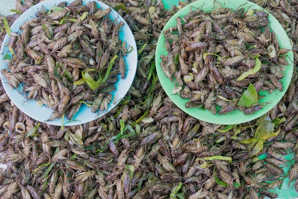 常见的昆虫养殖项目,推荐土元养殖、蝗虫养殖等