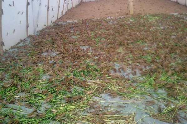 常见的昆虫养殖项目,推荐土元养殖、蝗虫养殖等