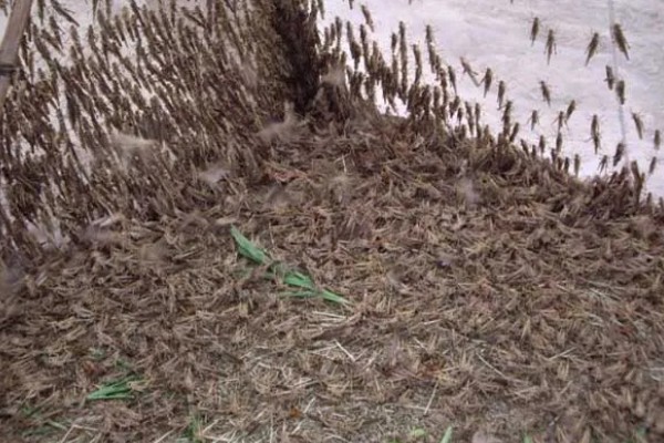 常见的昆虫养殖项目,推荐土元养殖、蝗虫养殖等