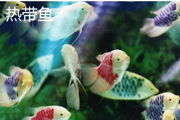 鱼的品种，常见的有热带鱼、温带鱼等