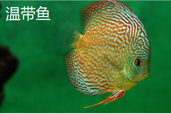 鱼的品种，常见的有热带鱼、温带鱼等